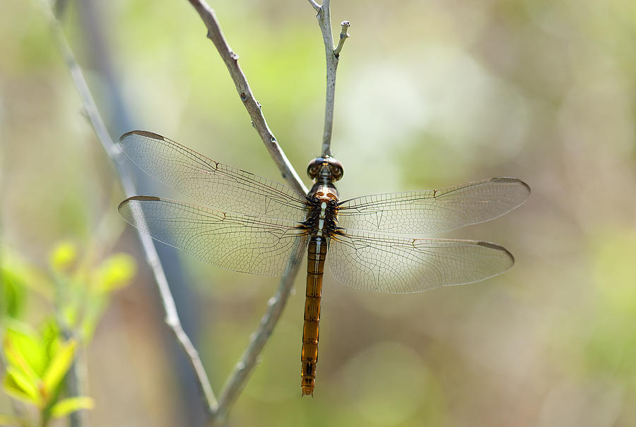 Dragonfly #20 Photograph by Gouzel -
