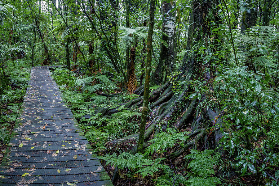Forest boardwalk 1 Photograph by Les Cunliffe