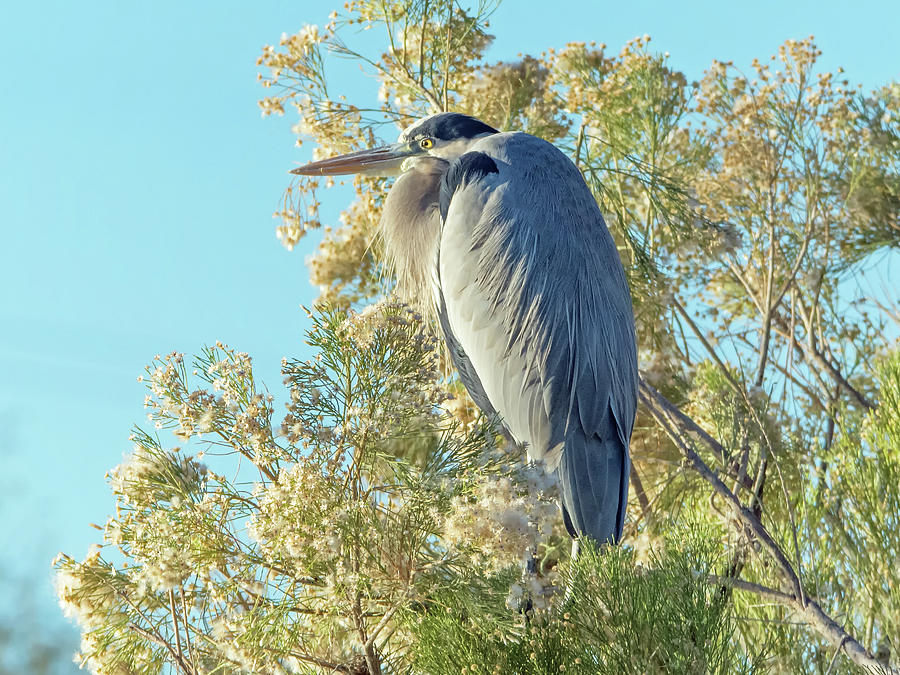 Great Blue Heron #20 Photograph by Tam Ryan