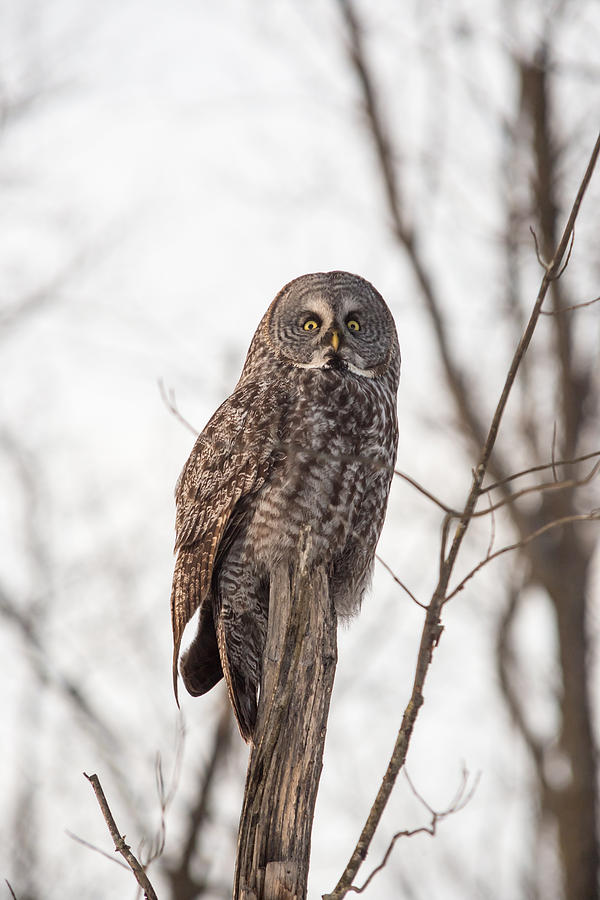 Great Grey Owl #20 Photograph by Josef Pittner