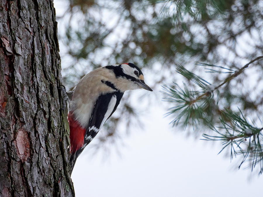 Great spotted woodpecker #20 Photograph by Jouko Lehto
