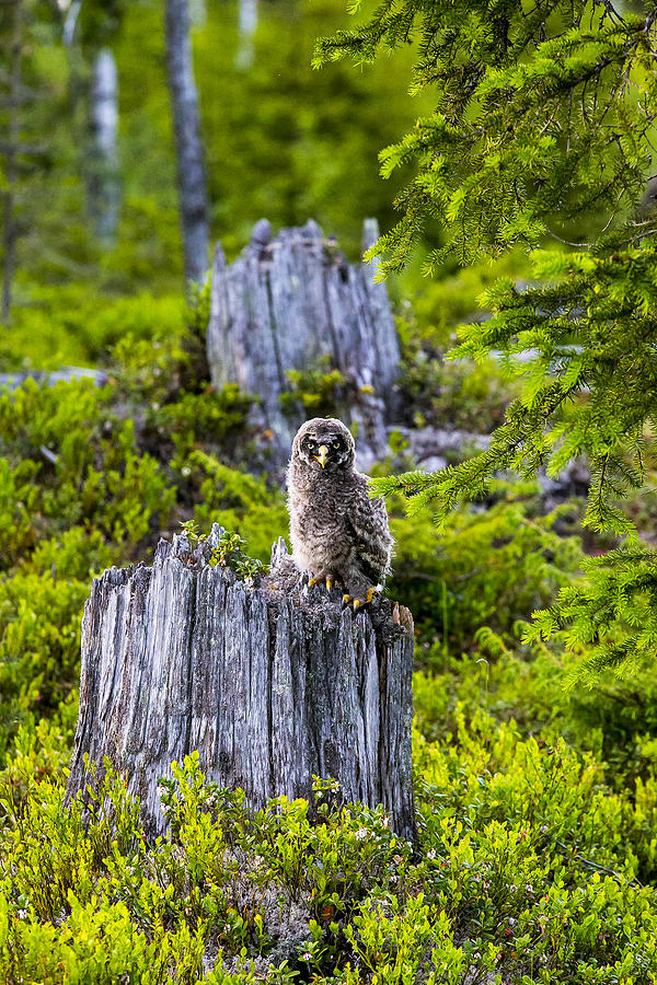 Owl Photograph - Grey Owl #20 by Borje Olsson