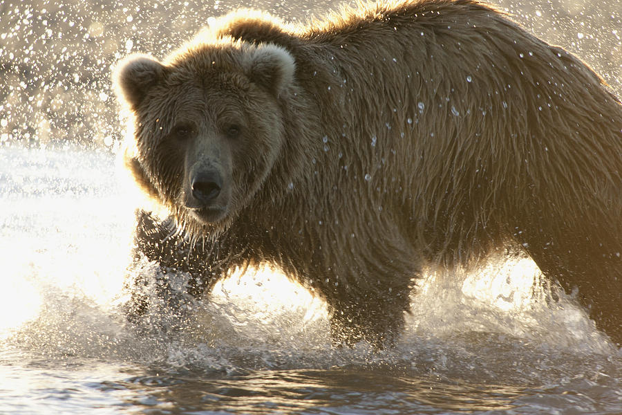 Grizzly Bear Ursus Arctos Horribilis Photograph by Matthias Breiter