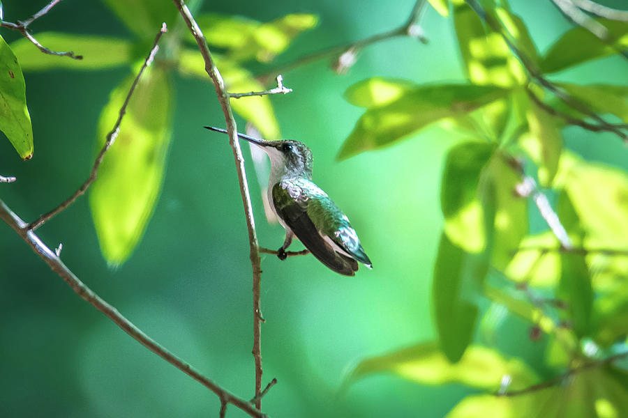 Hummingbird Found In Wild Nature On Sunny Day #20 Photograph by Alex Grichenko