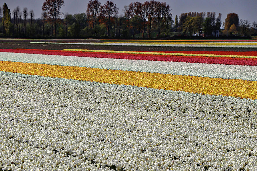 Keukenhof Lisse Tulips Holland Netherlands #20 Photograph by Paul James Bannerman