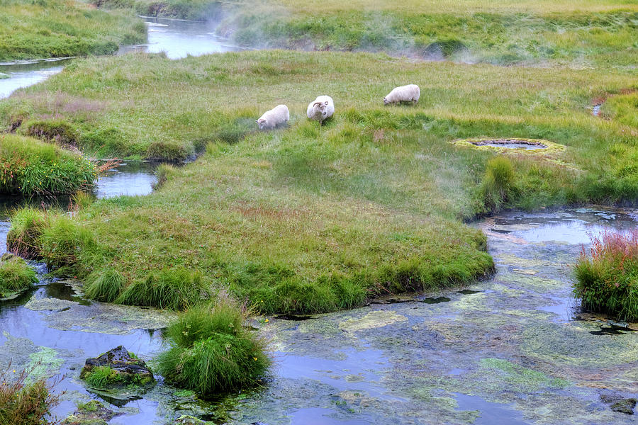 Sheep Photograph - Landmannalaugar - Iceland #20 by Joana Kruse