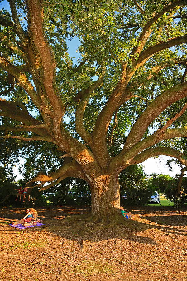 Louisiana live Oak tree Photograph by Ronald Olivier