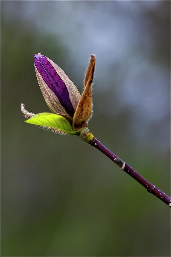 Magnolia Blossom #20 Photograph by Robert Ullmann
