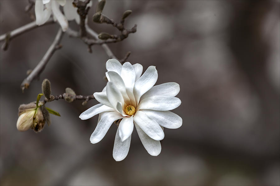 Magnolia #20 Photograph by Robert Ullmann
