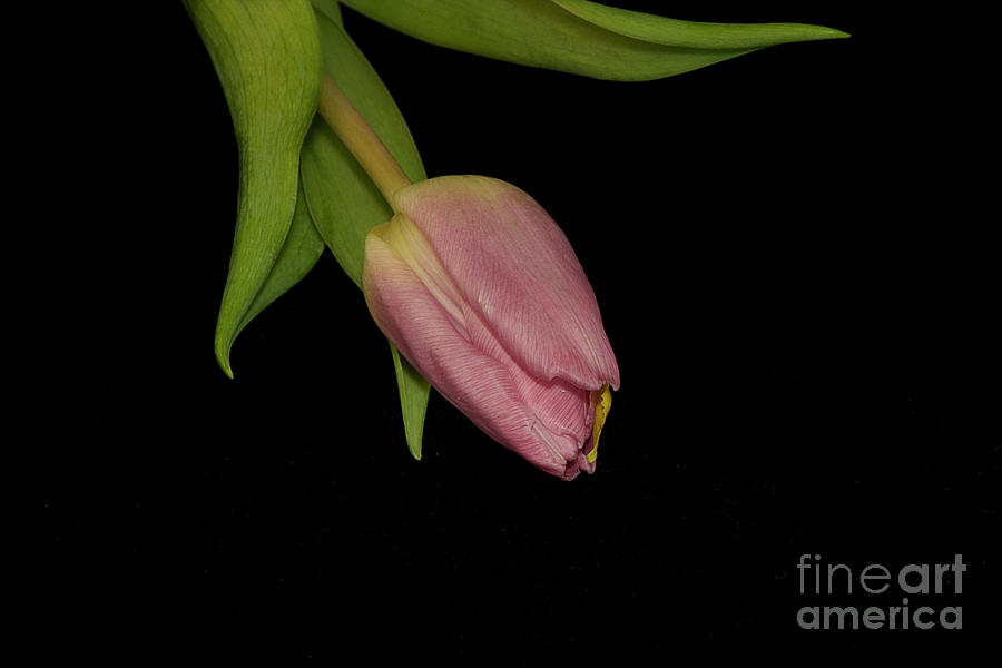 Flower Photograph - Nice Tulip #20 by Elvira Ladocki