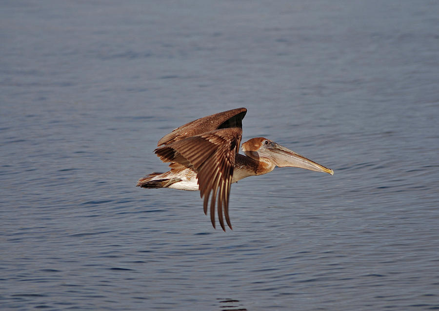 20- Pelican Photograph by Joseph Keane