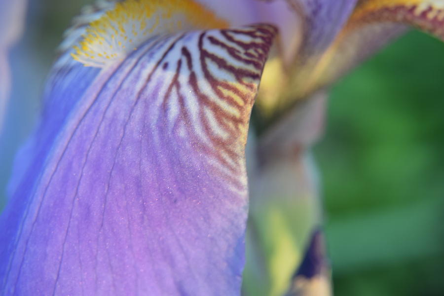 Purple Iris #20 Photograph by Curtis Krusie