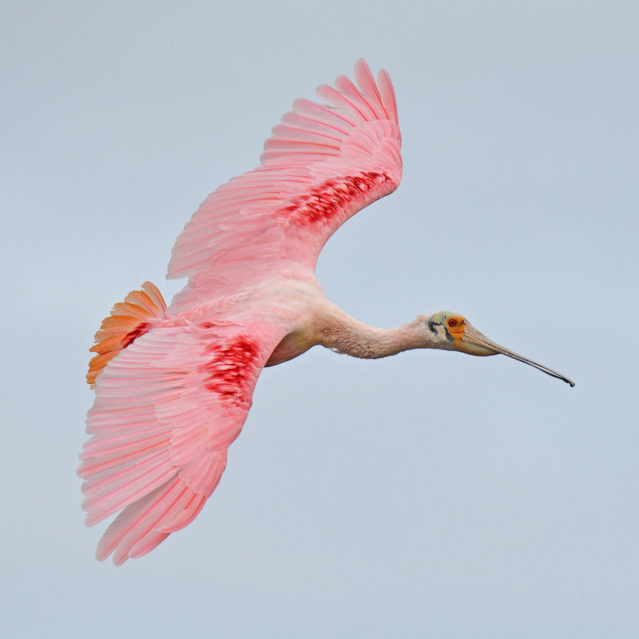 Roseate Spoonbill In Flight Photograph By Lindy Pollard