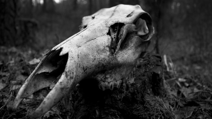 Wildlife Digital Art - Skull #20 by Super Lovely