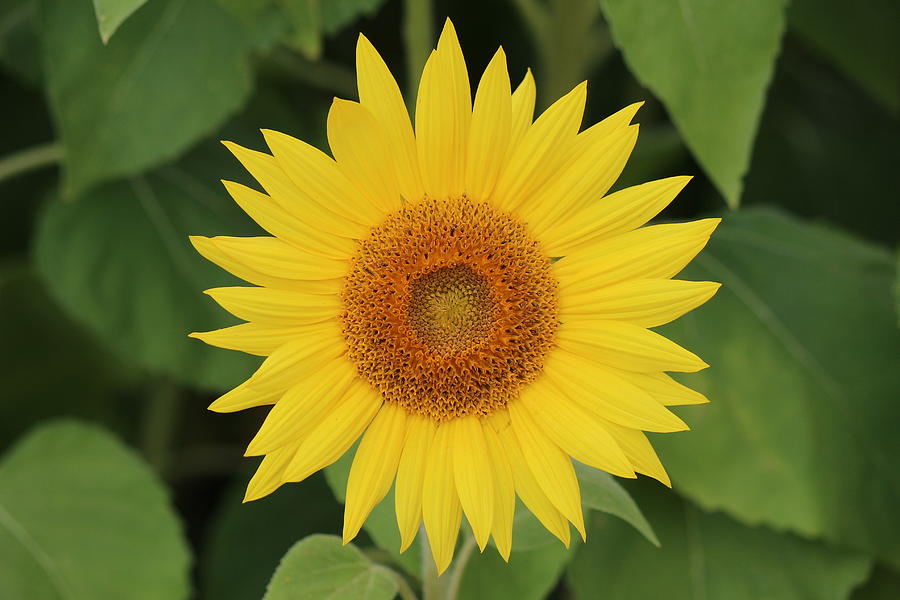 Sunflower #20 Photograph by Donn Ingemie