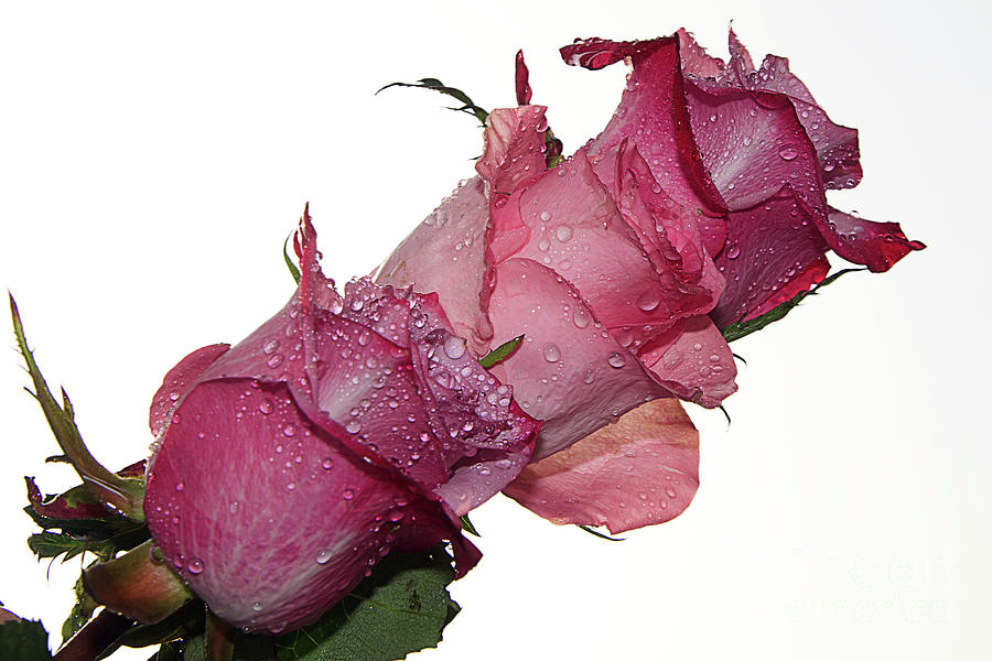 Flower Photograph - Three Roses #20 by Elvira Ladocki