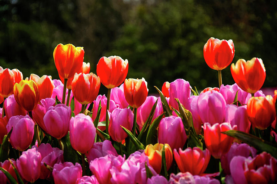 Tuilps flower Photograph by Carl Ning - Fine Art America