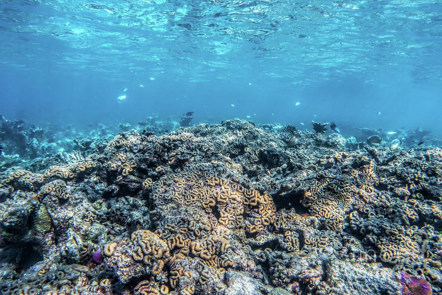 Underwater Coral Reef And Fish In Indian Ocean, Maldives. Photograph