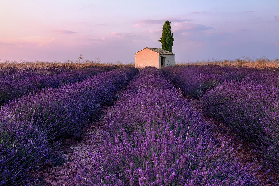 Valensole - Provence, France #20 Photograph by Joana Kruse