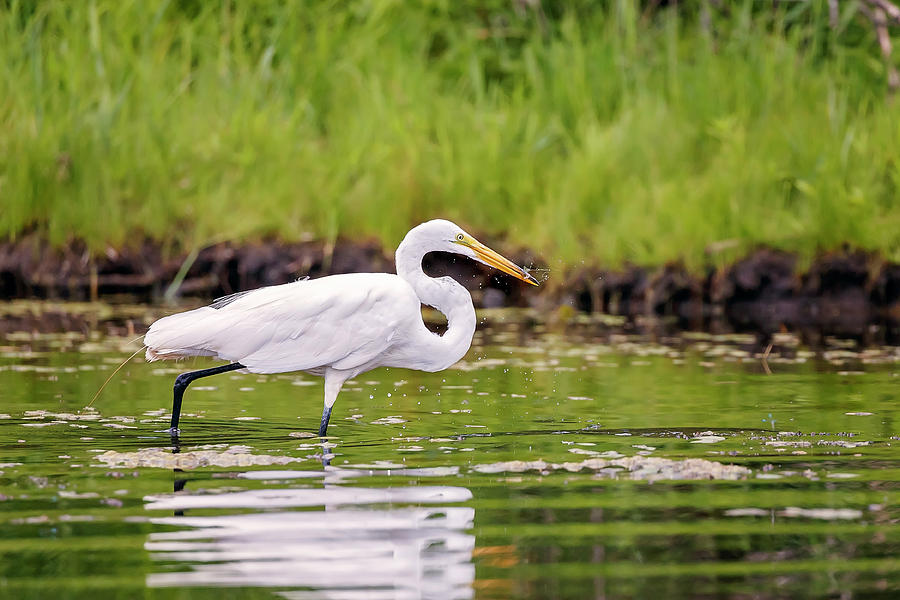 White, Great Egret #20 Photograph by Peter Lakomy