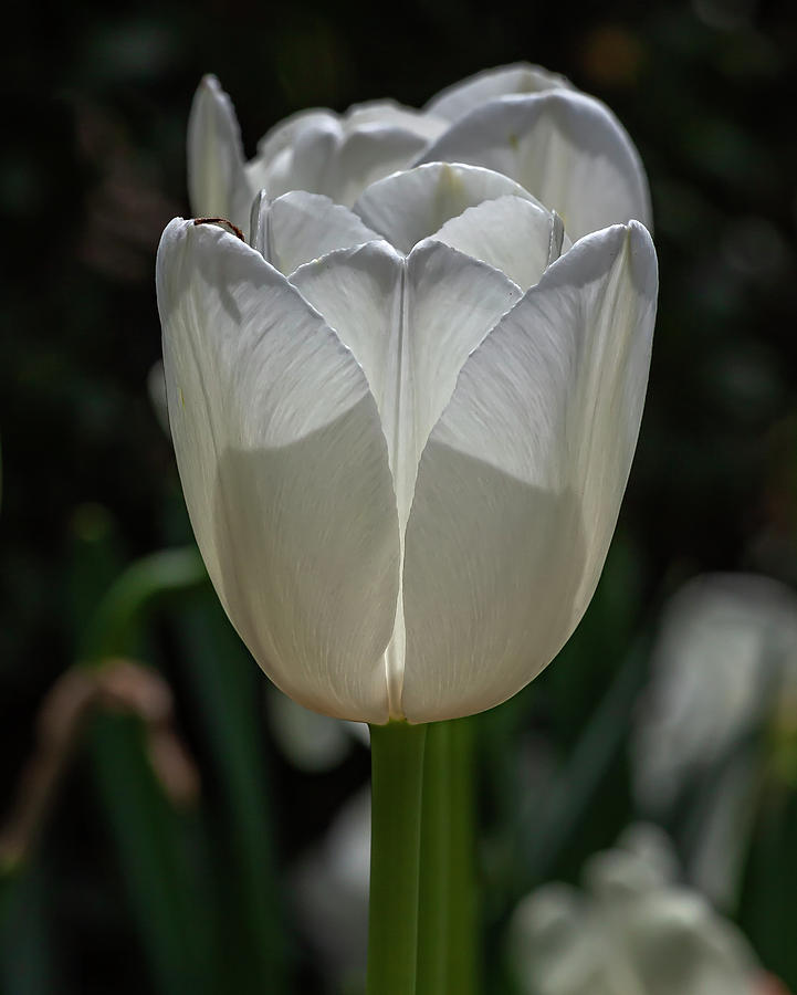 White Tulip #20 Photograph by Robert Ullmann