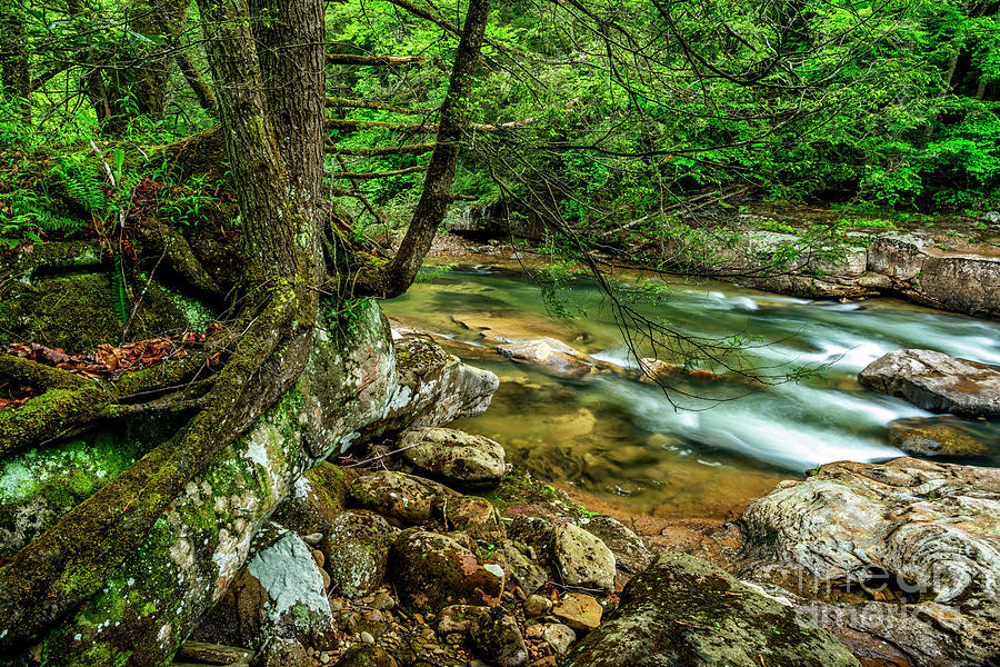 Williams River Spring #20 Photograph by Thomas R Fletcher