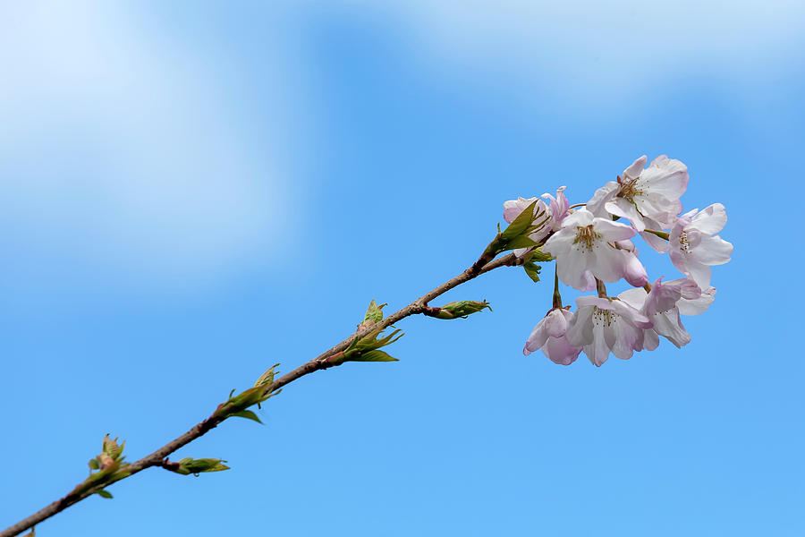 Cherry Blossoms #200 Photograph by Robert Ullmann