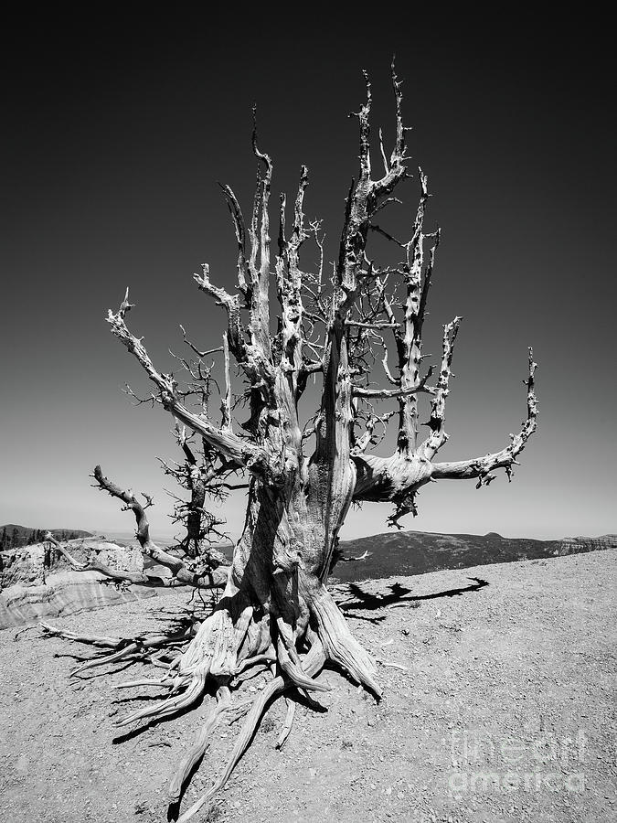 Nature Photograph - 2000 Year Old Bristle Pine Tree Cedar Breaks National Park by Edward Fielding