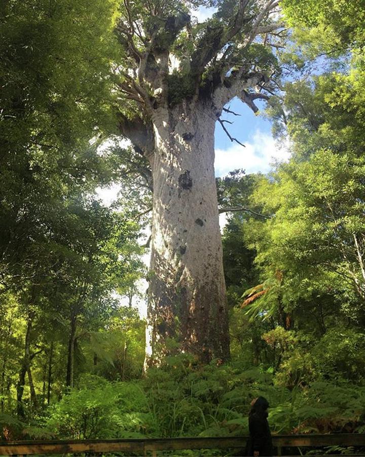 Nature Photograph - #2000+yrsold #tree #tall #big #huge by Summer Maeda
