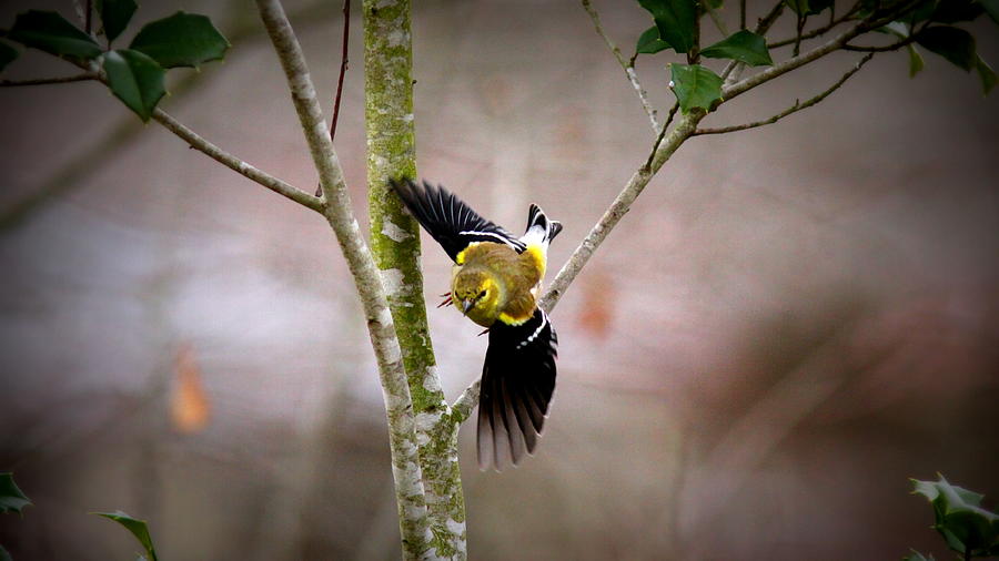 Goldfinch Photograph - 2005 - Goldfinch by Travis Truelove