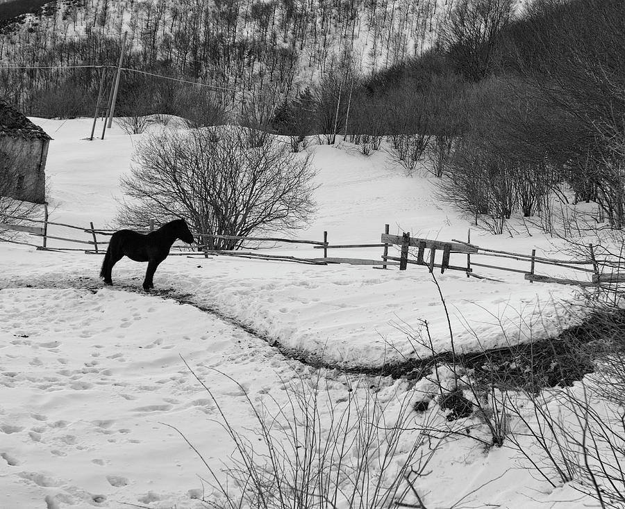 2009 Cavallo nero sul Colle del Melogno Photograph by Roberto Ferrero ...