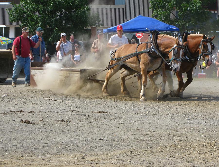 2009 Horse Pull Team A Photograph by Devorah Shoshanna - Fine Art America