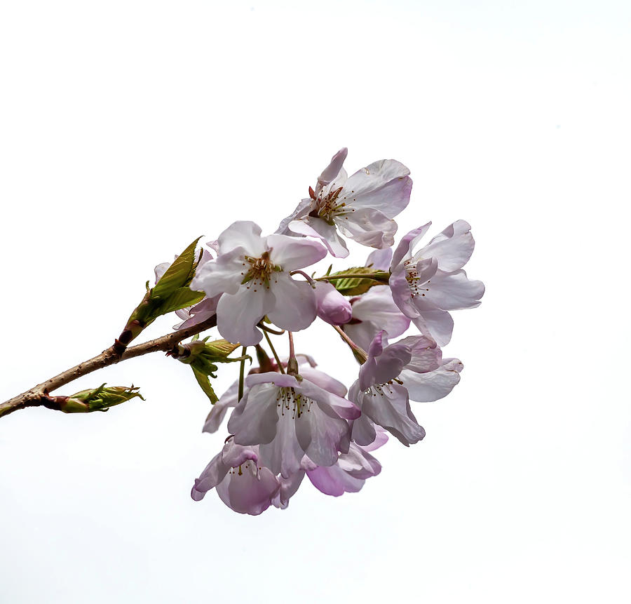Cherry Blossoms #201 Photograph by Robert Ullmann