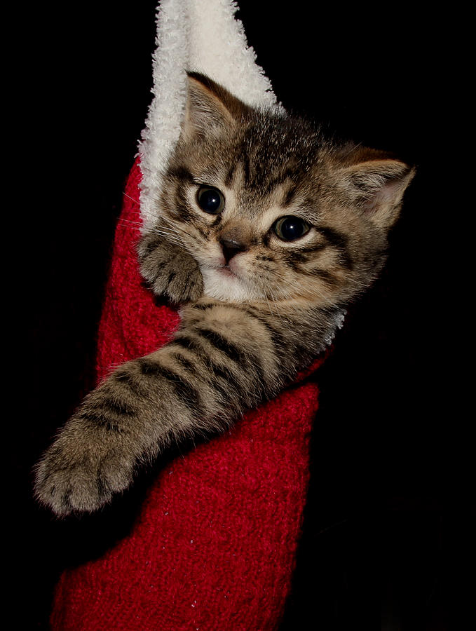 2010 Stocking Cat 1 Photograph by Robert Morin