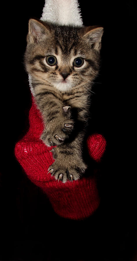 2010 Stocking Cat 3 Photograph by Robert Morin