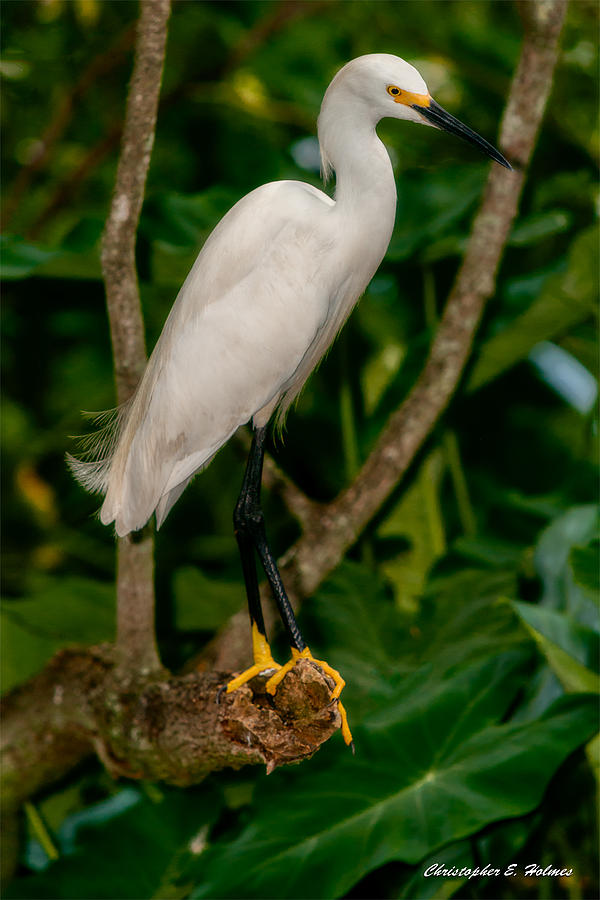 White Egret Photograph by Christopher Holmes