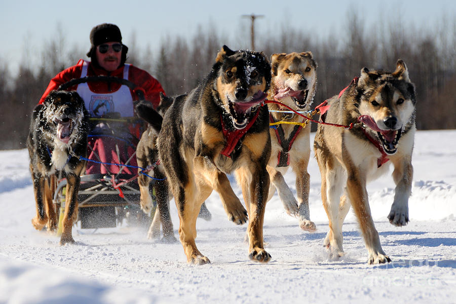 2011 Limited North American Sled Dog Race Photograph by Gary Whitton