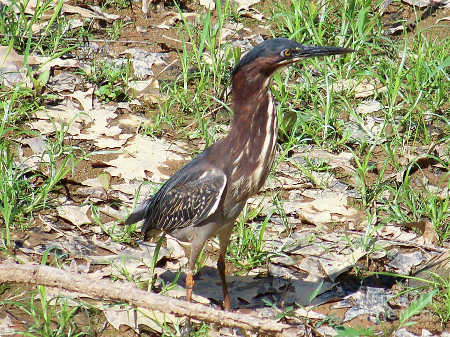 2014-baby Green Heron Photograph by Martha Abell