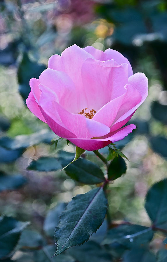 2015 After the Frost at the Garden Pink  Rose Photograph by Janis Senungetuk