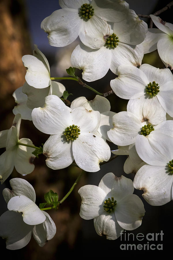 Dogwood Blossoms No 2 Photograph