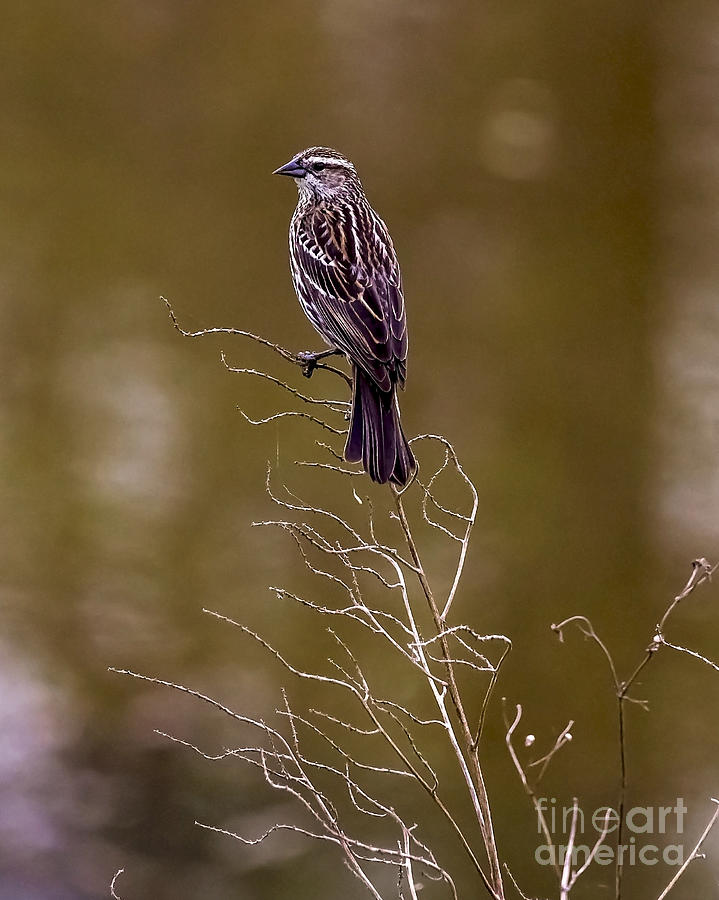 Female House Finch Photograph
