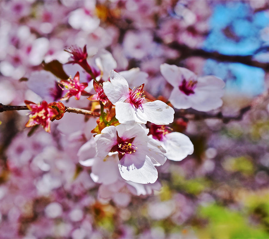 2015 Early Spring Cherry Blossoms 1 Photograph by Janis Senungetuk