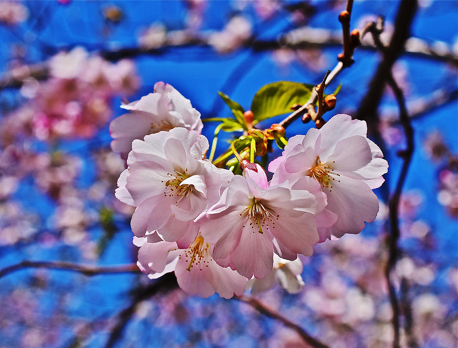 2015 Early Spring Cherry Blossoms 2 Photograph by Janis Senungetuk