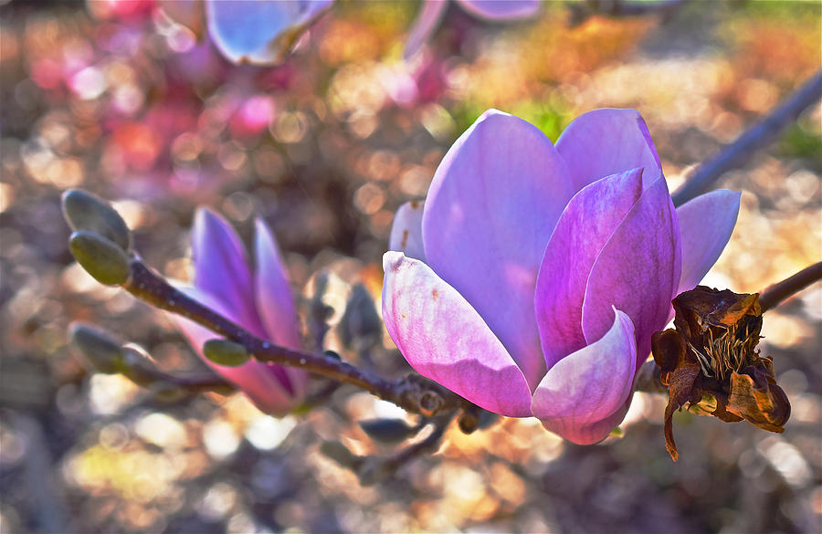 2015 Early Spring Magnolia Photograph by Janis Senungetuk