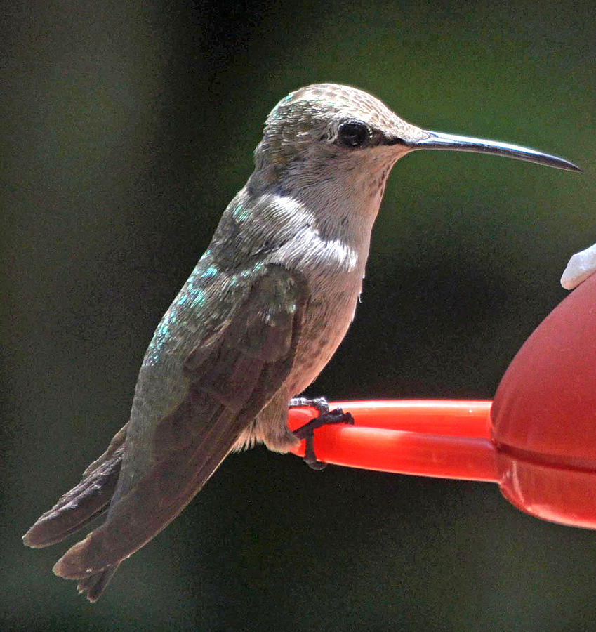 Hummingbird Photograph - 2015 Female Annas On Perch by Jay Milo