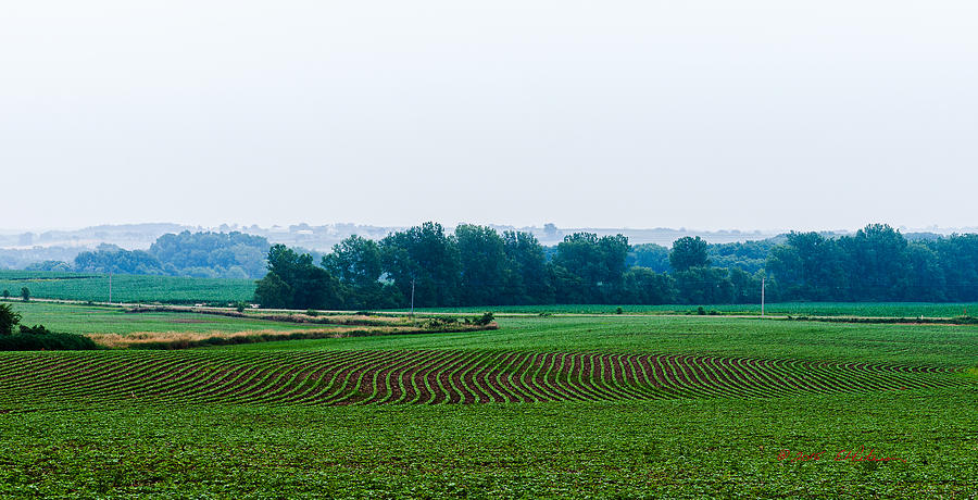 2015 Iowa Bean Field Photograph by Ed Peterson