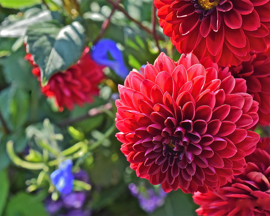 2015 Mid September at the Garden Dahlias 2 Photograph by Janis Senungetuk
