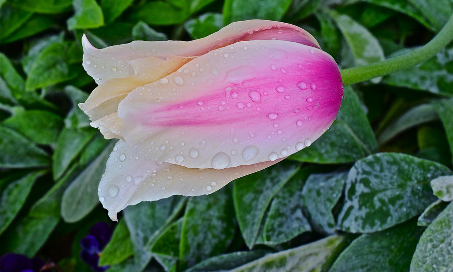 2015 Spring at Olbrich Gardens Lily Tulip in the Rain Photograph by Janis Senungetuk