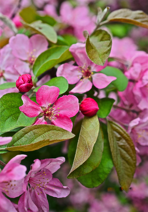 2015 Spring at the Gardens Pink Crabapple Blossoms 2 Photograph by Janis Senungetuk