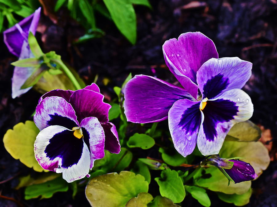 2015 Spring at Olbrich Gardens Violet Pansies Photograph by Janis Senungetuk
